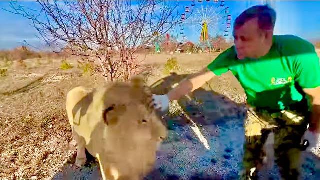 Льва Шерхана ХОТЯТ УСЫПИТЬ Олег Зубков и директор минского зоопарка о СУДЬБЕ ШЕРХАНА!!! смотреть онлайн