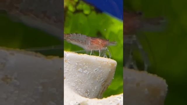 Cherry Shrimp Posing For The Camera                                          Please Subscribe!
