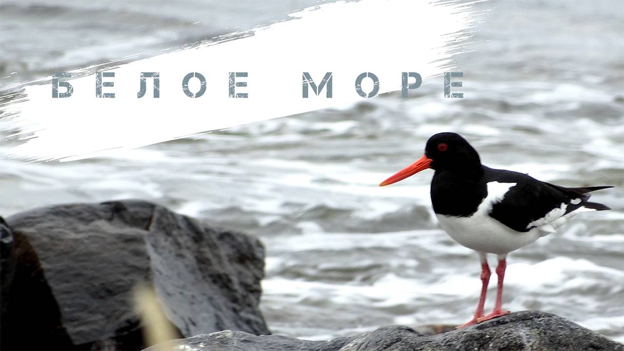 Белое море 2016 - ловим треску на острове Кишкин, собираем мидий смотреть онлайн