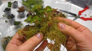 Наросло пучками, не оберёшься-устанет рука! Разбираю теплички с бегониями.