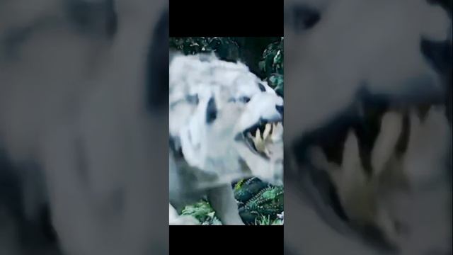 WOLF VS WILD DOG,BEARWOLF,BLACK WOLF ,(FENRIR)