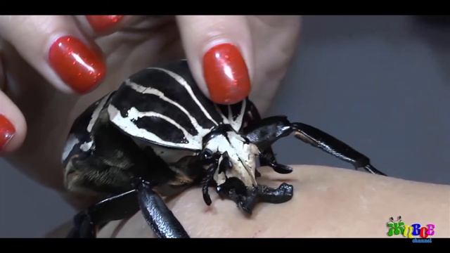 GOLIATH BEETLE and MIKA. Жук Голиаф. Goliathus. смотреть онлайн