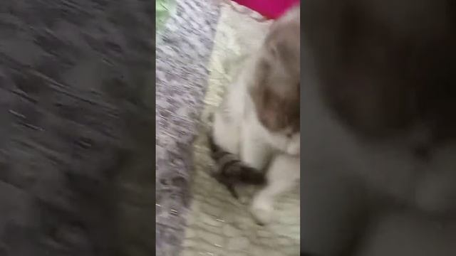Это первое видео на канале Серый котик смотреть онлайн