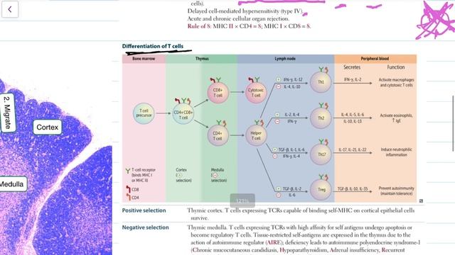 T Lymphocytes 💉 | adaptive immunity | immunology
