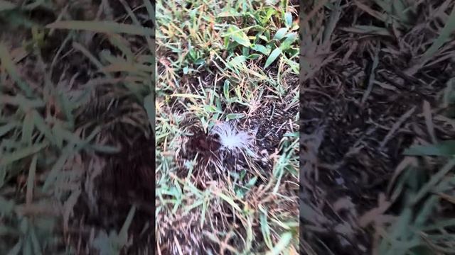 See A Milkweed Seed? Plant It!