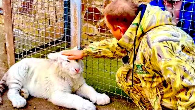 Возможно именно этот болезненный тигренок станет ПЕРВЫМ КОНТАКТНЫМ белым тиграм !!! смотреть онлайн