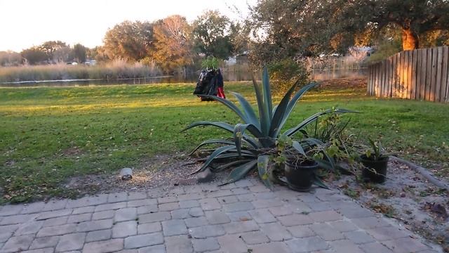 Спасаем растения от заморозков.January 21, 2020 смотреть онлайн