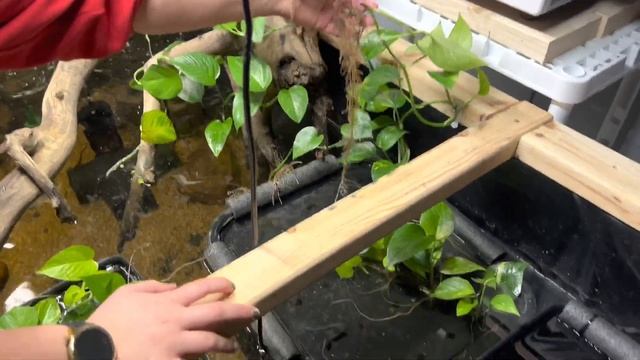 DIY Floating Plant Baskets for my Pond смотреть онлайн