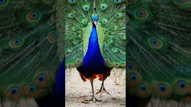 Beautifull Birds Photography Amzeing #dslrcamera #naturales #birds #viral #facts
