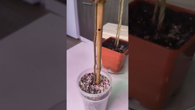 cito & ciTro eucalyptus #garden #эвкалиптыдома #растения #plants #цветы #комнатныецветы #gardening смотреть онлайн