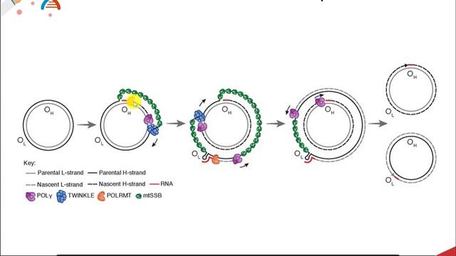 CH450 Chapter 9.5 Mitochondrial DNA Replication смотреть онлайн