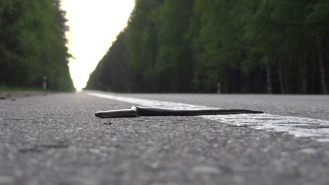 Медяница вылезла погреться на асфальт. смотреть онлайн