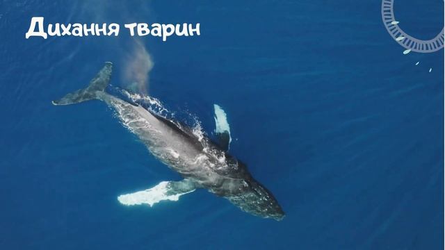 Живлення і дихання тварин. НУШ 5 клас смотреть онлайн