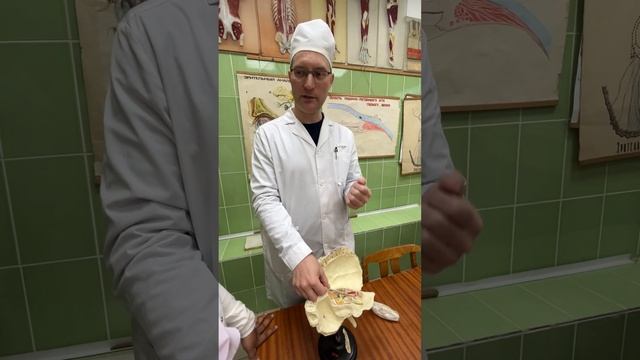 Organ Of Hearing. Organon Auditus. Орган слуха.