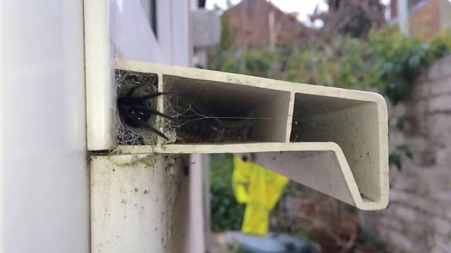 Tube web spider uk смотреть онлайн