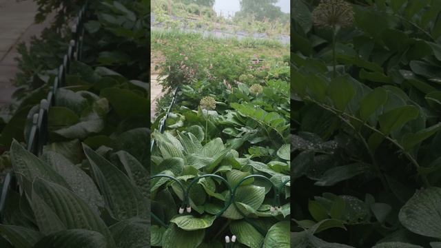 Северная сторона "Вечного возвращенья" смотреть онлайн