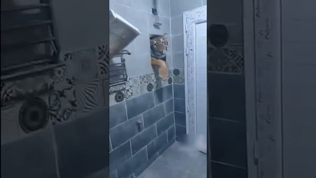 котик захотел в туалет смотреть онлайн