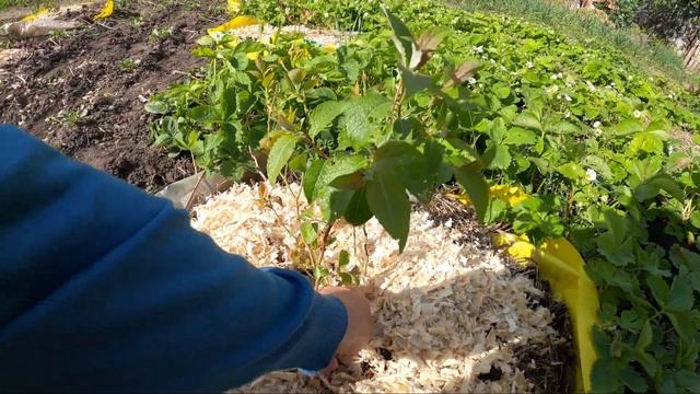 Голубика. Результат.Вопросы Blueberry. Result: Questions смотреть онлайн