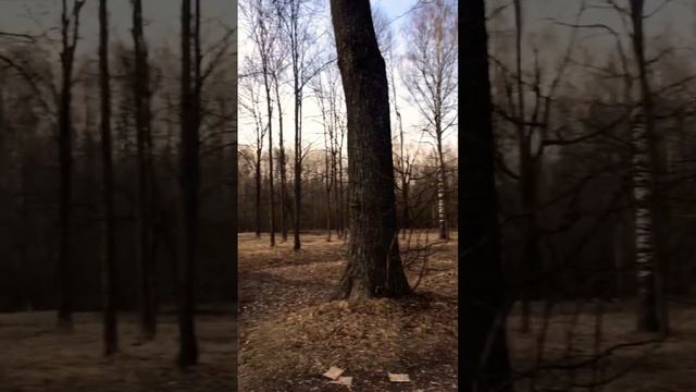 Весна в Баболовском парке г.Пушкин #обзор #природа #питер #нарайоне смотреть онлайн