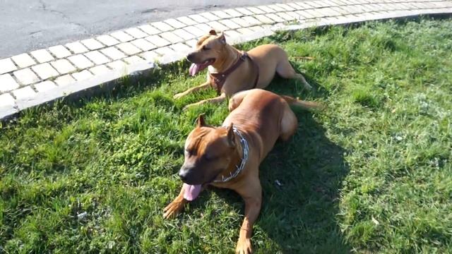 Рыжая симейка! смотреть онлайн