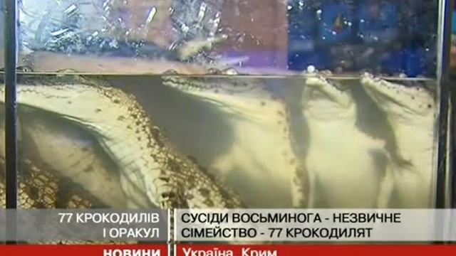 Осьминог Павлик в Алуштинском Аквариуме смотреть онлайн