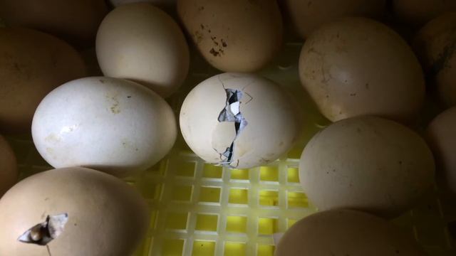 Цыплята в инкубаторе