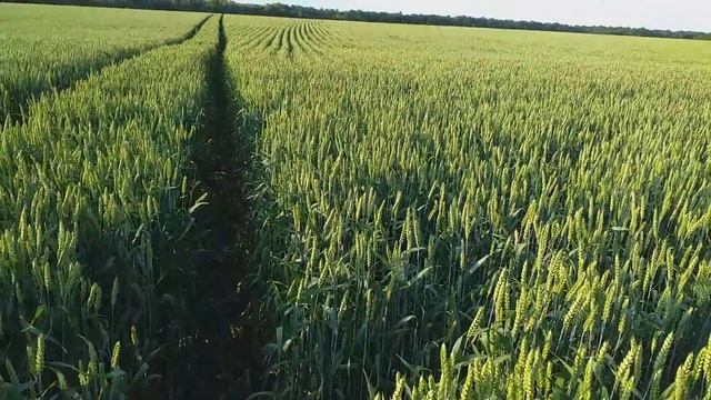 Працюємо по пшеничці 07.06.19 смотреть онлайн