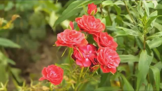 GIOVANNI MARRADI-just for you. смотреть онлайн