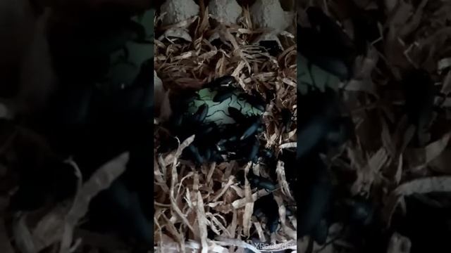 Feeding my Darkling Beetle / Superworm - Zophobas morio with Sayote смотреть онлайн