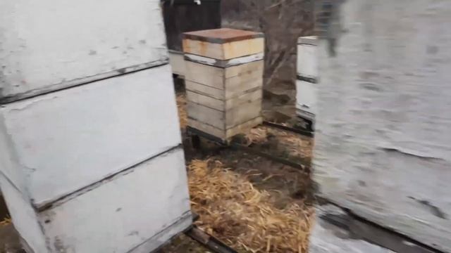 Подводим итоги работы на пасеке за 24.02.2024 | 691. 00 смотреть онлайн