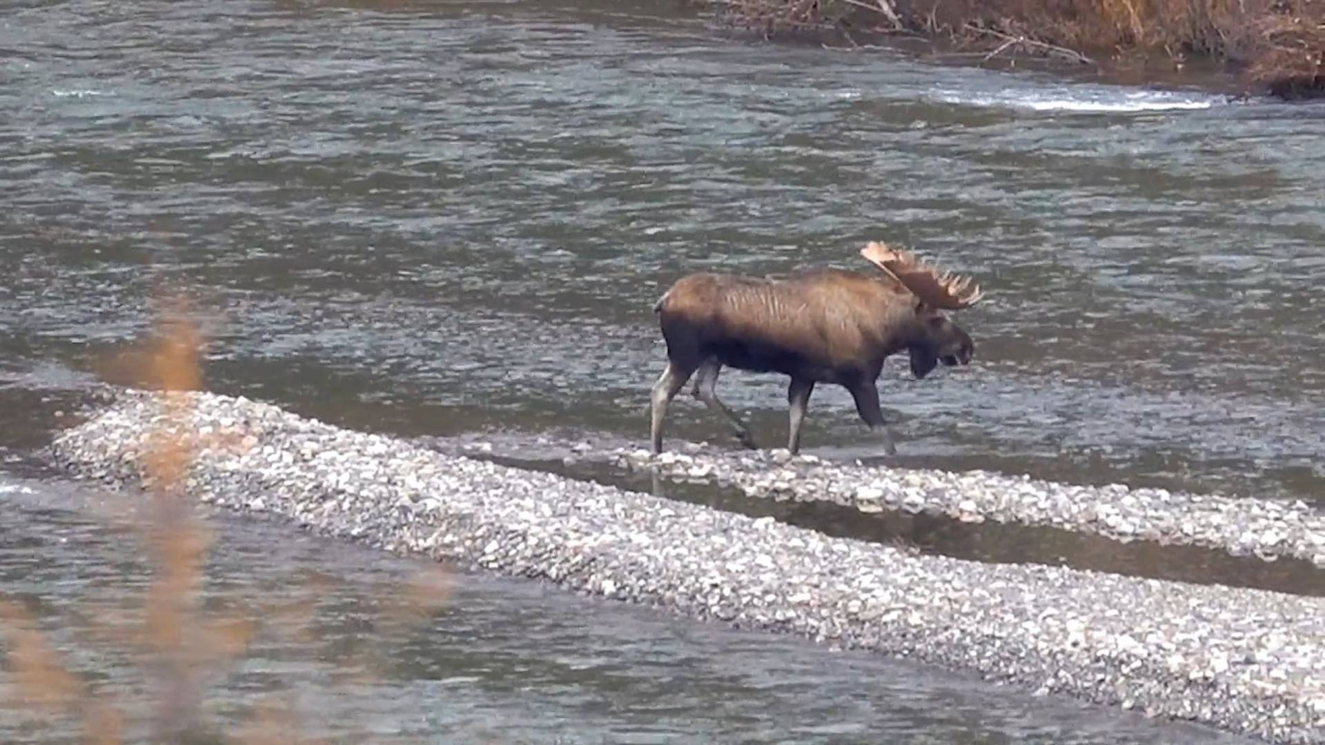 Охота на гигантского лося на Колыме смотреть онлайн