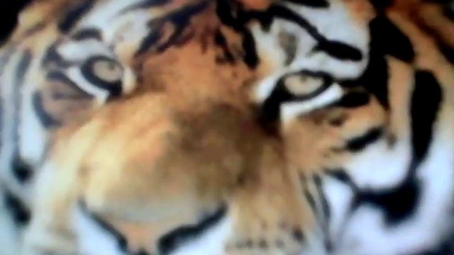Кот (веселая песенка) смотреть онлайн