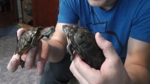 Красноухая черепаха