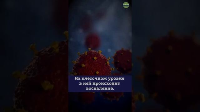 Садхгуру о лимфатической системе смотреть онлайн