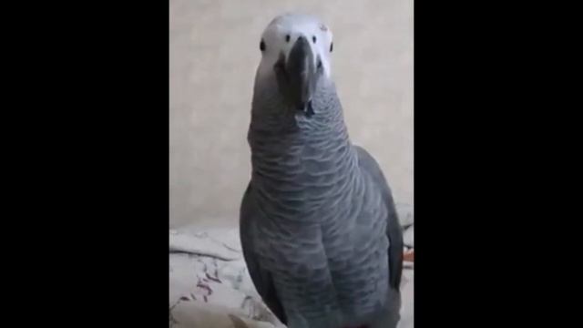 Классный собеседник смотреть онлайн