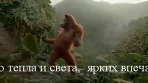 Напитая абизяна