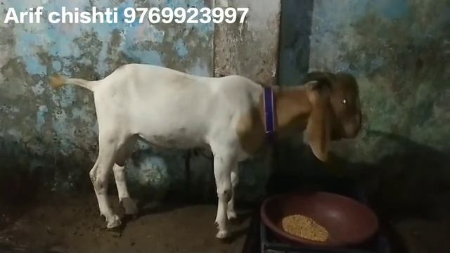 Top Quality Bor kid reasonable price смотреть онлайн