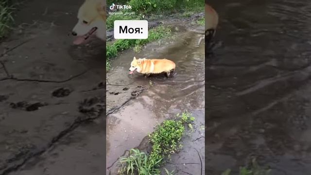 Моя собака после прогулки :( смотреть онлайн