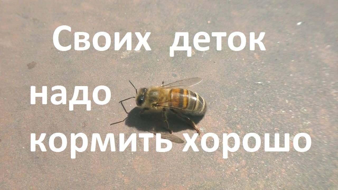 Чем и как кормят пчелы своих деток смотреть онлайн