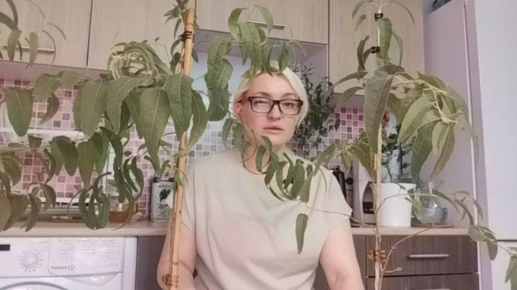 СОДЕРЖАНИЕ Лимонного эвкалипта (citriodora) смотреть онлайн