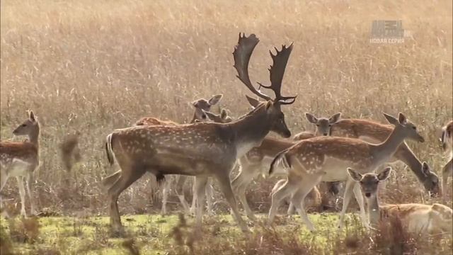 Дикая Иберия / Wild Iberia сезон 1 03