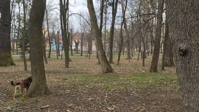 Охота в парку Шевченка. Триллер, ужас, интрига смотреть онлайн