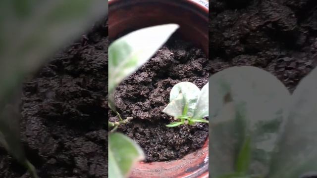 Растущие лимоны в горшке на кухне!!! смотреть онлайн