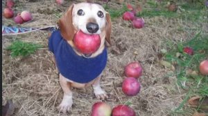 собака с яблоком