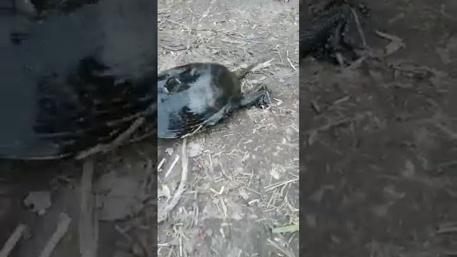 в Московской области на воле живут черепахи смотреть онлайн