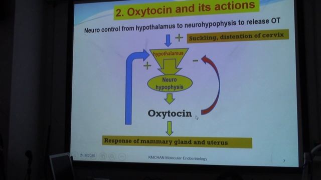Posterior Pitutary Hormones 1 смотреть онлайн