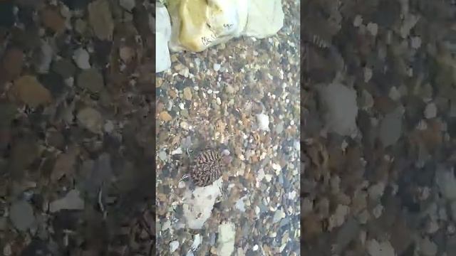 Освобождение черепашки в Геленджике смотреть онлайн