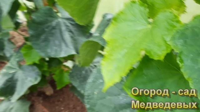 Хотите завалиться огурцами? Тогда сделайте так! Часть 1 смотреть онлайн