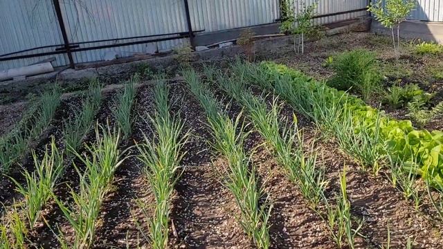 Огород Зинаиды 6 мая 2022 г. смотреть онлайн