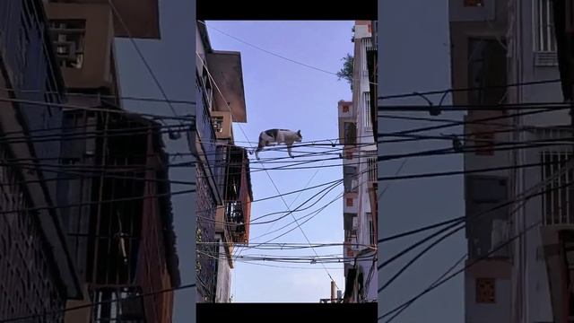 вот почему у котов 9 жизней смотреть онлайн